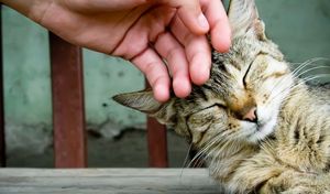 Аллергия на кошачью шерсть – новые подходы в лечении