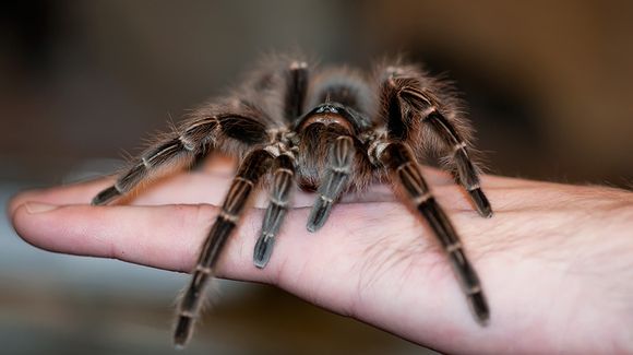 Краткосрочная терапия арахнофобии