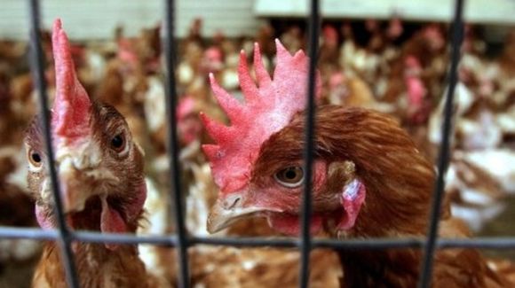 Беларусь временно ограничила ввоз птицы из Болгарии