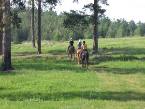 Прогулка в лесу помогает снять стресс