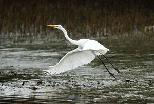 Вирус H7N9 может стать глобальной угрозой