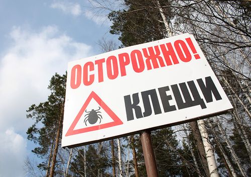 Численность клещей в Беларуси растет