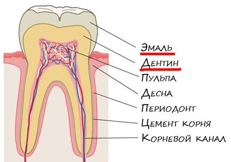 Строение зубов