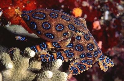 Трипофобия – эволюционный отголосок выживания